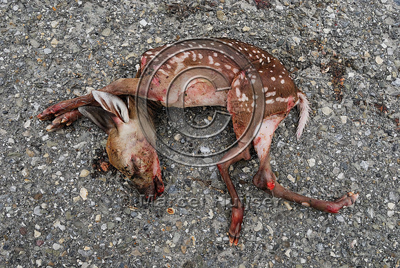 White-tailed deer (Odocoileus virginianus) fetus roadkill, AB  Note: the doe was struck and was lying dead further down the road, fetus was ripped from womb
