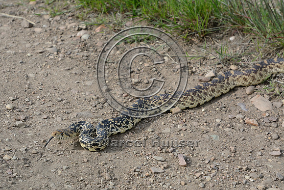 Gopher snake (Pituophis catenifer) on trail, Missoula, Montana