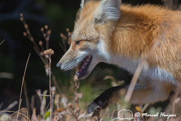 Red fox (Vulpes vulpes), Wyoming, USA
