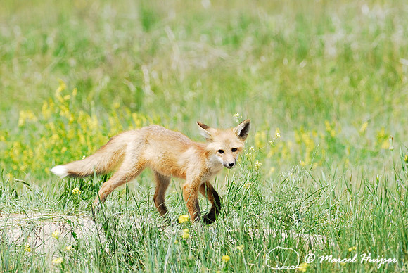 Red fox (Vulpes vulpes) kit venturing outside the den, Montana, USA