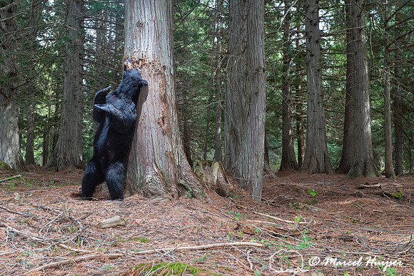 American black bear (Ursus americanus) at rub tree, Montana