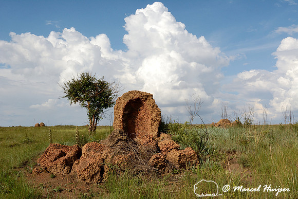 Broken termite mound, possibly as a result of a lighting strike, Parque Nacional da Serra da Canastra, Minas Gerais, Brazil