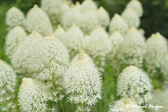 Beargrass (Xerophyllum tenax), Lolo Pass area, Idaho, USA