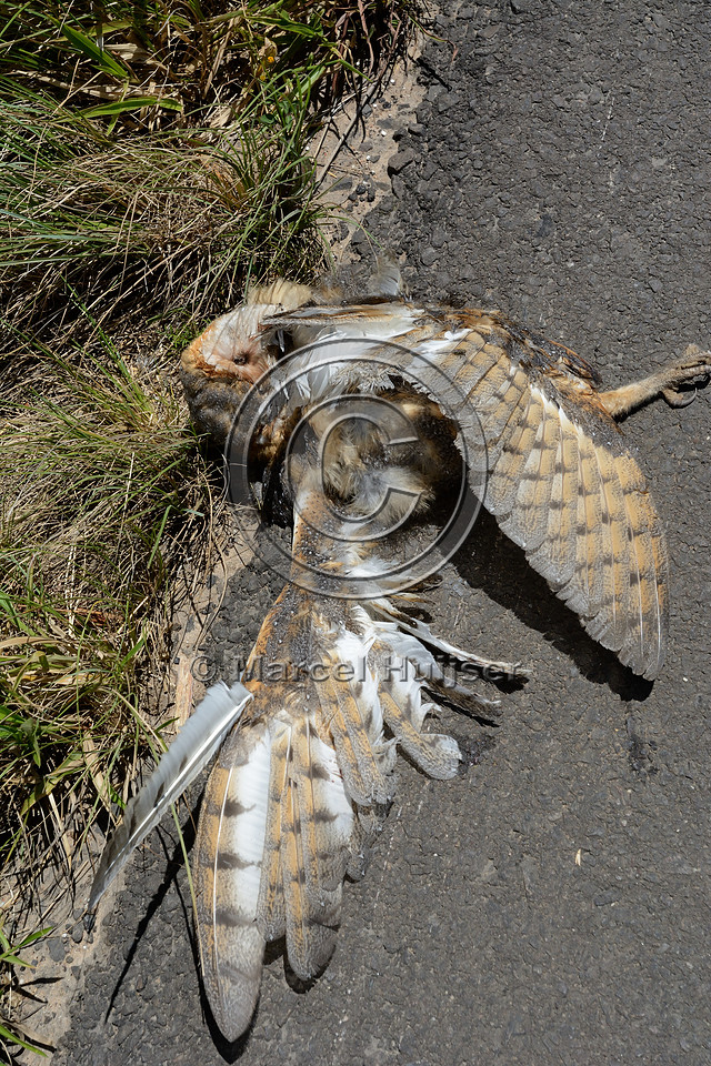 Roadkilled barn owl (Tyto alba), BR 101, about 19 km south of Capivari do Sul, Rio Grande do Sul, Brazil