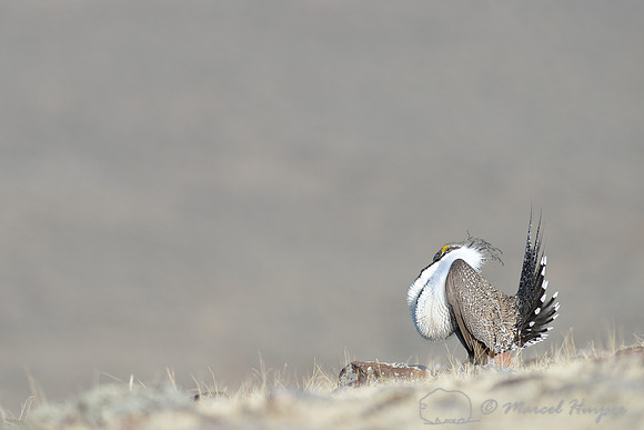 Greater sage-grouse (Centrocercus urophasianus), Montana, USA