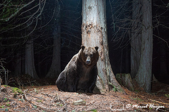 Grizzly bear (Ursus arctos horribilis) at rub tree, Montana