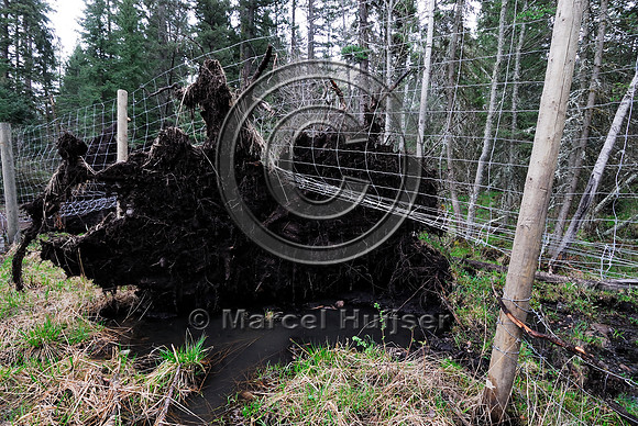 Root wad of fallen tree lifting up and damaging a wildlife fence, Montana, USA