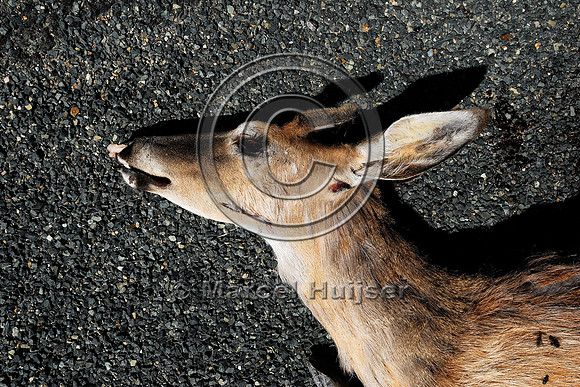 White-tailed deer buck (Odocoileus virginianus) roadkill, MT