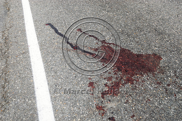 Blood stain from bighorn sheep (Ovis canadensis) lamb roadkill, British Columbia, Canada