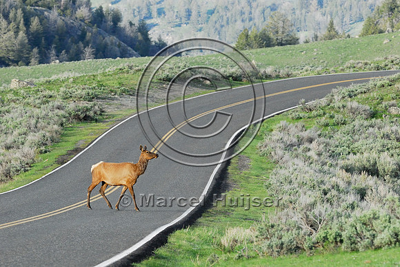 Elk (Cervus canadensis) approaching and crossing road, WY