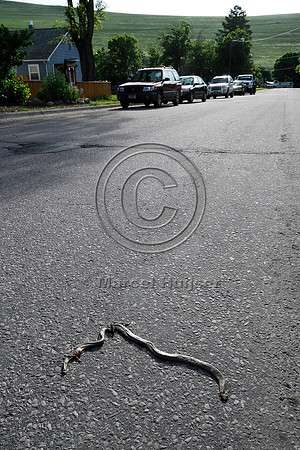 Rubber boa (Charina bottae) road kill, Missoula, MT