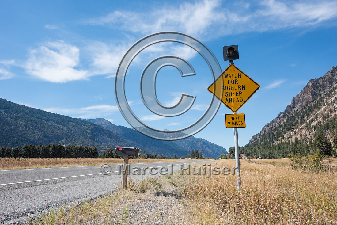 Wildlife warning sign for bighorn sheep (Ovis canadensis), Monta
