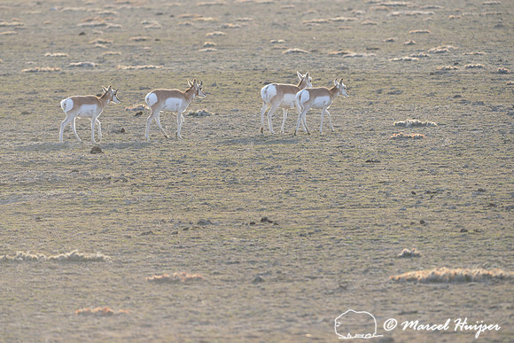Pronghorn (Antilocapra americana), Montana, USA
