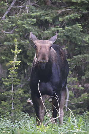 Moose (Alces alces), on ridge south of Teton Pass, Wyoming, USA