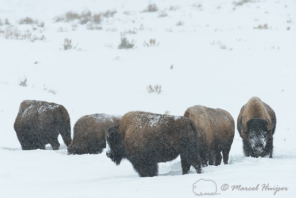 Bison (Bison bison) in snow storm, Wyoming, USA
