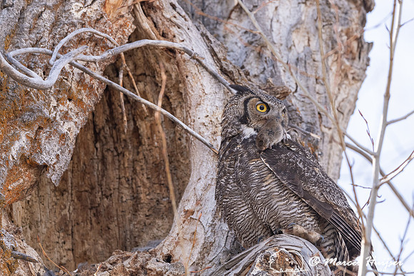 Great horned owl (Bubo virginianus) with prey at nest, Montana