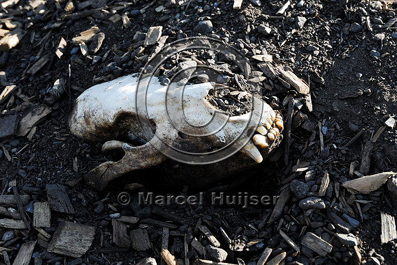 Bear (Ursus spp.) roadkill skull at wildlife composting facility, Montana