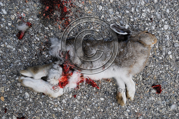Snowshoe hare (Lepus americanus) roadkill, Saskatchewan River Crossing, AB