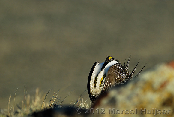 Male sage grouse (Centrocercus urophasianus) in a lek and displaying, near Bannack, Montana, USA