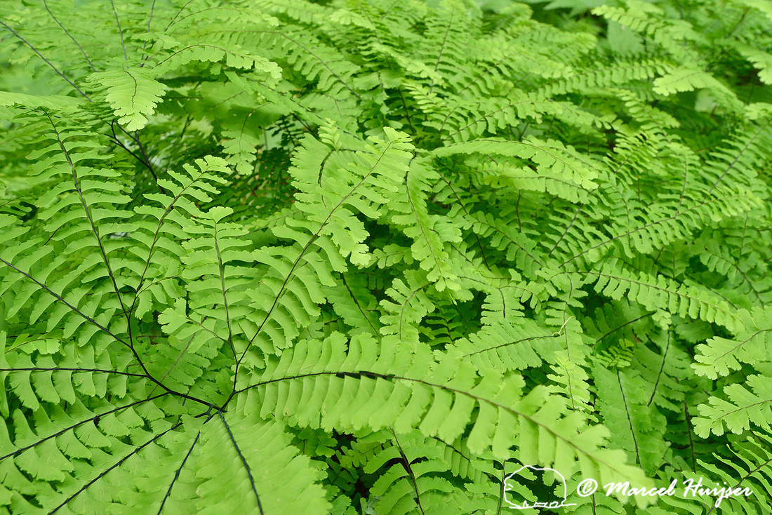 Maidenhair fern (Adiantum aleuticum), DeVoto Memorial Cedar Grove, Idaho, USA