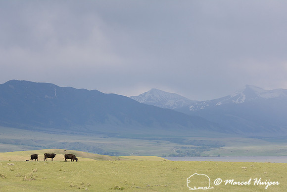 Black angus cattle on green grass in spring, with Ennis Lake and Madison Range in background, Montana. USA