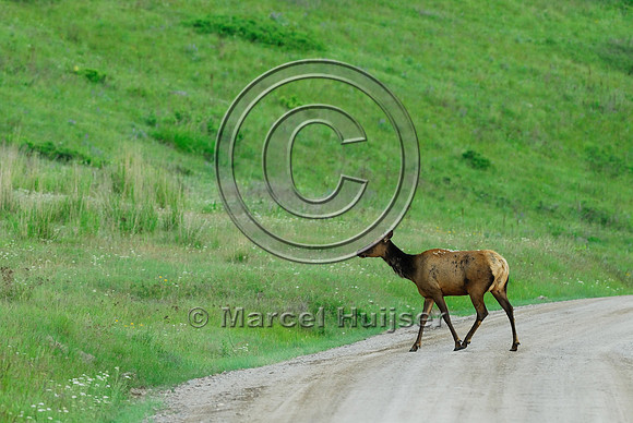 Elk (Cervus canadensis) crossing dirt road