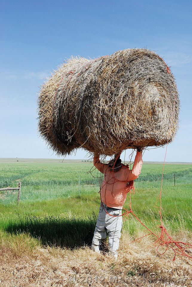 Hay bale sculpture, strong man, Montana, USA
