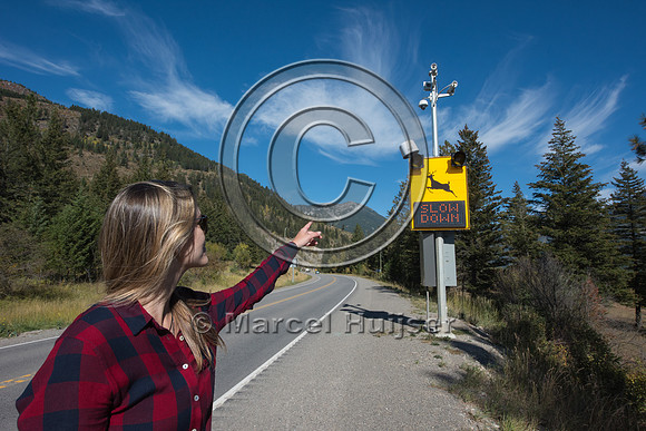 Fernanda Abra at animal detection system, east of Elko, British