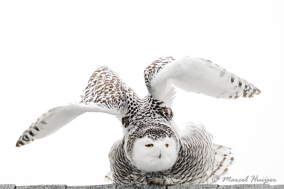 Snowy Owl (Bubo scandiacus), Montana, USA