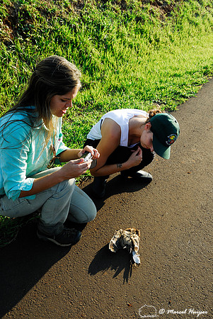 Researchers investigating nighthawk roadkill along SP-225 motorway, Brotas, Brazil