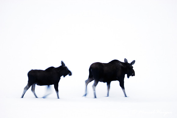 Moose (Alces alces) in the snow