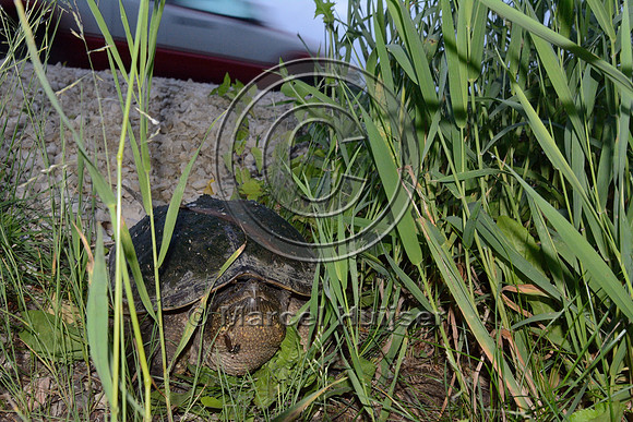 Common snapping turtle (Chelydra serpentina) leaves roadside after laying eggs along highway 49, Horicon Marsh, Wisconsin, USA