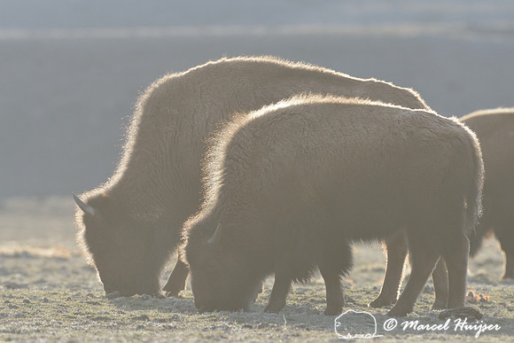 Bison (Bison bison) grazing in early spring, Montana, USA