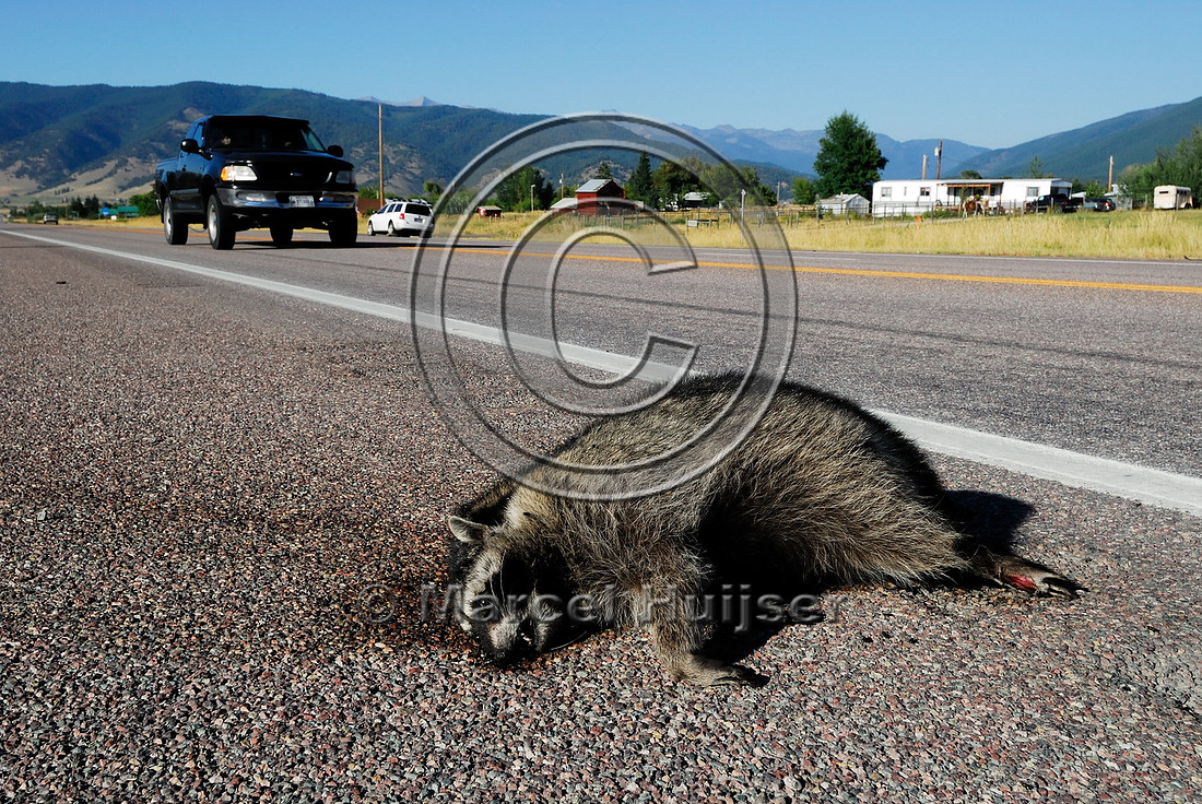 Raccoon (Procyon lotor) roadkill, Montana, USA