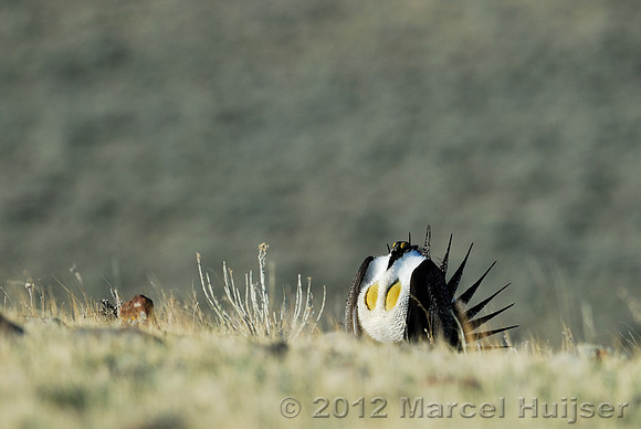 Male sage grouse (Centrocercus urophasianus) in a lek and displaying, near Bannack, Montana, USA
