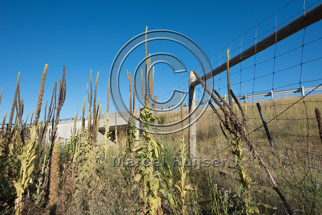 Wildlife fence, near wildlife underpass, US Hwy 95, Chilco, Idah