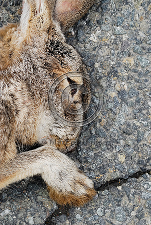 Black-tailed jackrabbit (Lepus californicus) roadkill, near Ft Jones, California, USA
