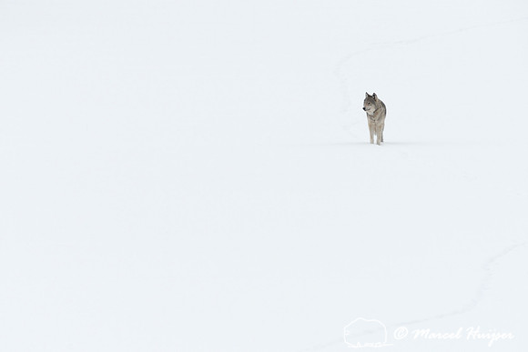 Winter wolf (Canis lupus), approaching on snow covered frozen river, Wyoming, USA