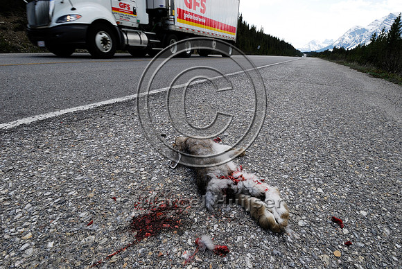 Snowshoe hare (Lepus americanus) roadkill, Saskatchewan River Crossing, AB