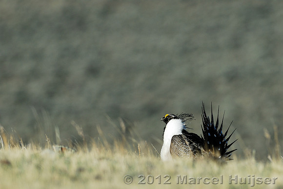 Male sage grouse (Centrocercus urophasianus) in a lek and displaying, near Bannack, Montana, USA