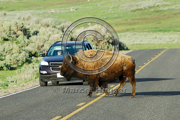 Bison (Bos bison) crossing the road, WY