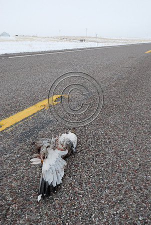 Ring-billed gull (Larus delawarensis) roadkill, Hwy 89, near Fairfield, Montana, USA
