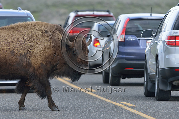 Bison (Bison bison) crossing road, Yellowstone National Park, Wyoming, USA