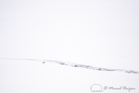 Coyote (Canis latrans) along frozen and snow covered river, Wyom