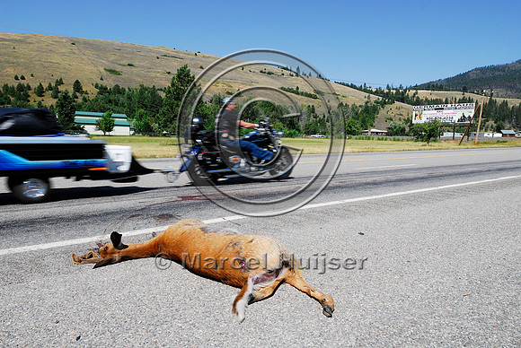 White-tailed deer (Odocoileus virginianus) roadkill, MT