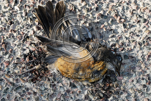 American robin (Turdus migratorius) roadkill, MT