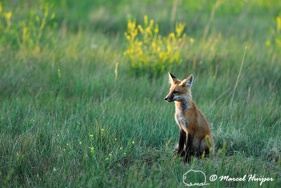 Red fox (Vulpes vulpes) kit at den, Montana, USA
