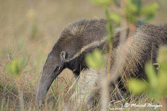 Giant anteater (Myrmecophaga tridactyla), Parque Nacional da Serra da Canastra, Minas Gerais, Brazil