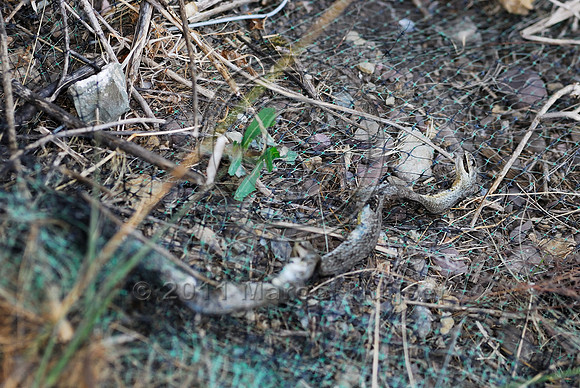 Eastern racer (Coluber constrictor) entangled in erosion control net, MT