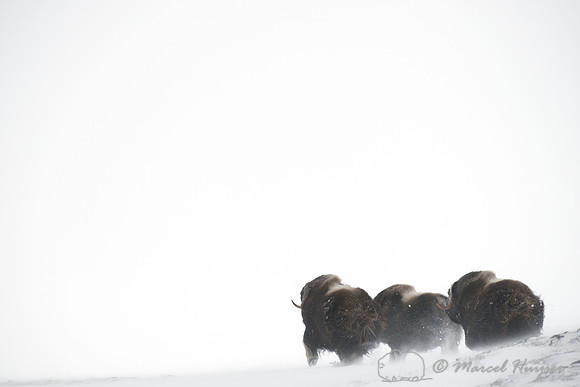 Muskoxen (Ovibos moschatus) running in snow, Dovrefjell National Park, Norway
